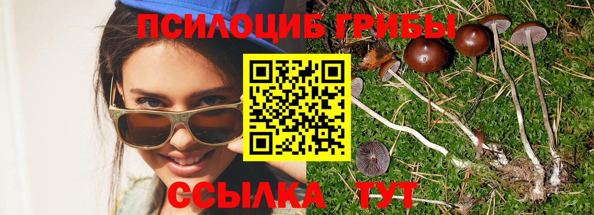 Галлюциногенные грибы Psilocybe Лабинск